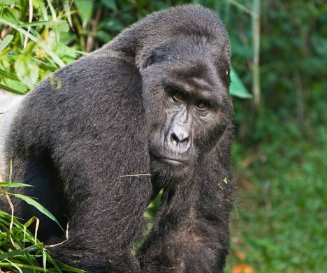 Why Are Gorillas So Intelligent?