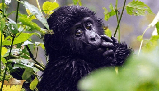 The Life Cycle of a Gorilla
