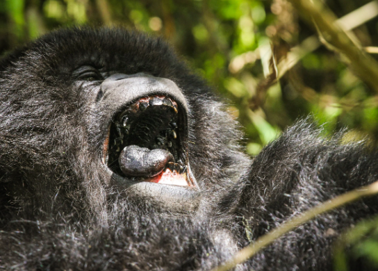 Facts About Mountain Gorillas You Didn’t Know