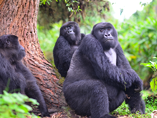 Gorilla Conservation Success Stories