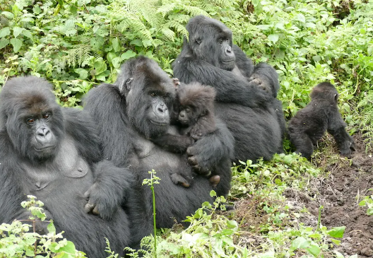 How Do Gorillas Express Happiness?