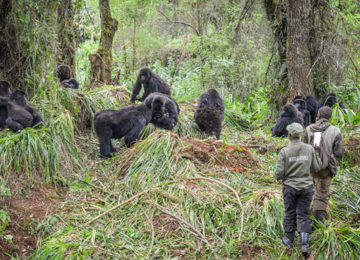 How Gorillas Make Decisions in Groups