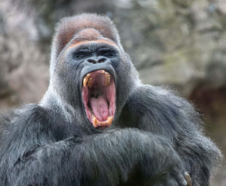 The Science Behind Gorilla Intelligence