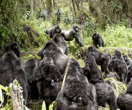 How Gorillas Form Social Hierarchies