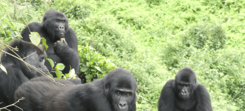 Gorillas and Conservation Education