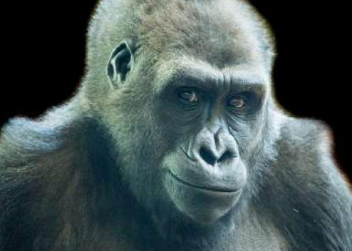 How Gorillas Show Emotions