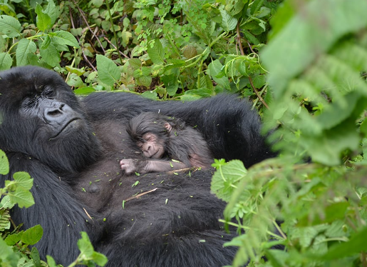 How Gorillas Care for Their Young