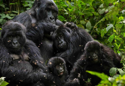 How Gorillas Adapt to Changing Environments