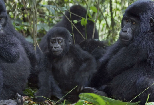 Gorilla Family Structure Explained