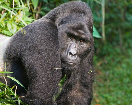 The Intelligence of Gorillas