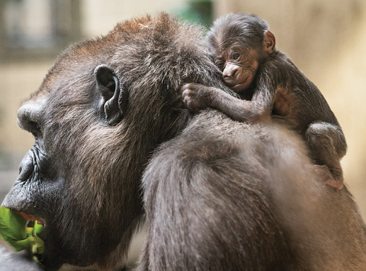 How Do Gorillas Communicate?
