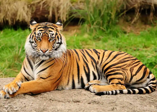bengal tiger