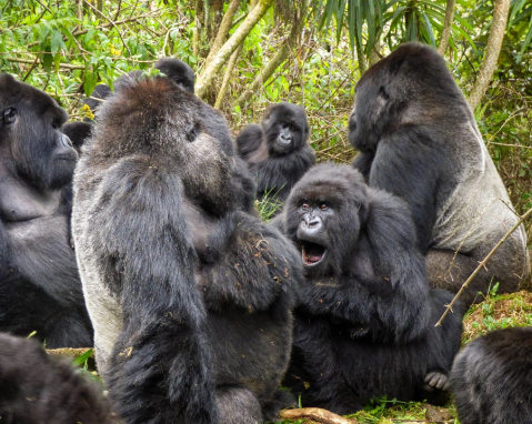 The Role of the Silverback in Gorilla Groups