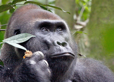 What Can We Learn From Gorillas?