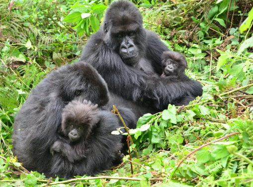 How Gorillas Teach Their Young Survival Skills