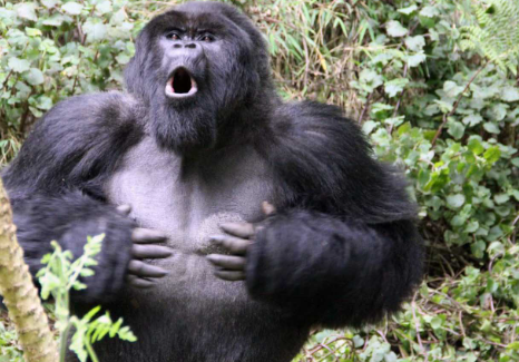 Why Do Gorillas Beat Their Chests?
