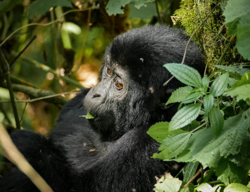 Gorillas and Their Role in Ecosystem Balance