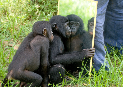 Can Gorillas Recognize Themselves in Mirrors?