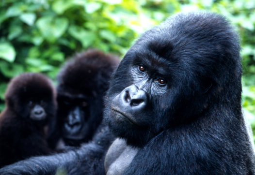 The Importance of Gorilla Tourism