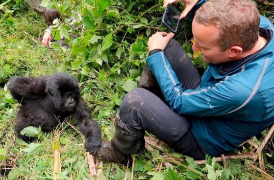 How Gorillas React to Humans in the Wild