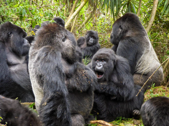 Gorilla Socialization and Group Cohesion