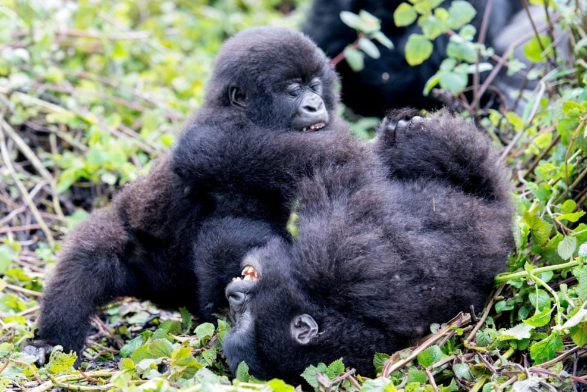 Gorilla Play Behavior Among Juveniles