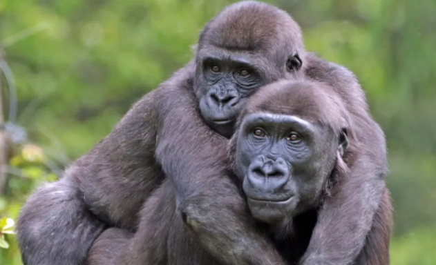 Gorilla Communication: Facial Expressions and Gestures