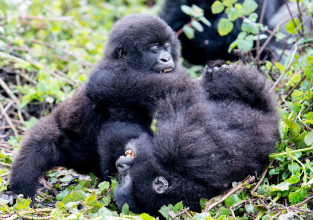 The Role of Play in Gorilla Socialization