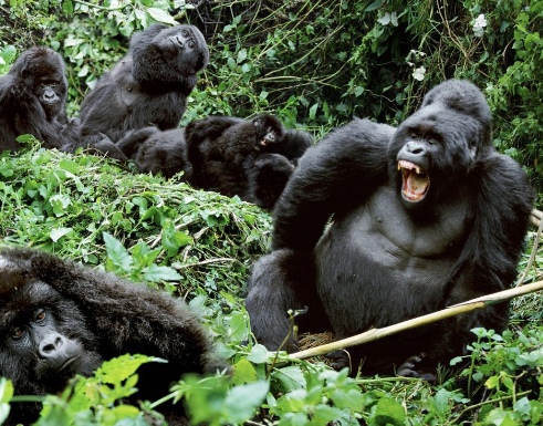 Gorilla Territorial Behavior Explained