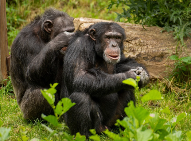 Gorilla Grooming and Social Bonds