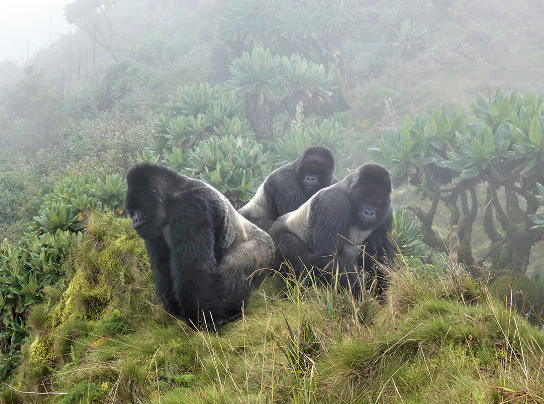 The Role of Silverbacks in Protecting the Group