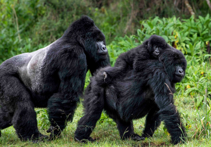 How Gorillas Care for Sick or Injured Members