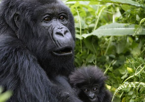 The Lifespan of Gorillas in the Wild