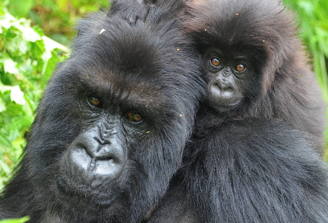 How Gorillas Protect Their Young