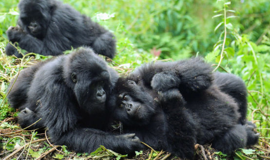 How Do Gorillas Show Respect to Each Other?