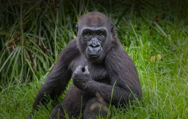 How Do Gorillas Navigate Their Territory?