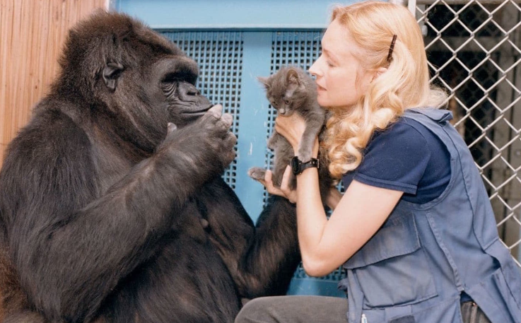 Gorilla Emotions: Happiness