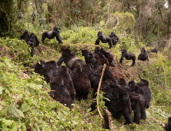 The Role of Silverbacks in Gorilla Groups