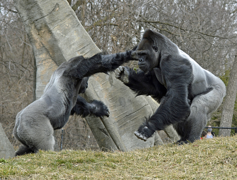 How Gorillas Show Aggression Without Fighting