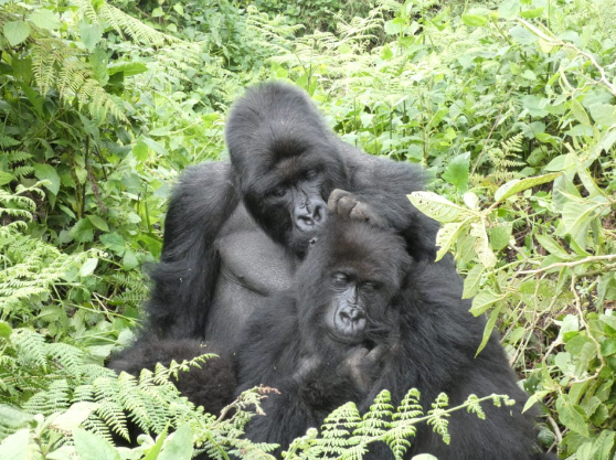 Gorilla Grooming Behavior Explained