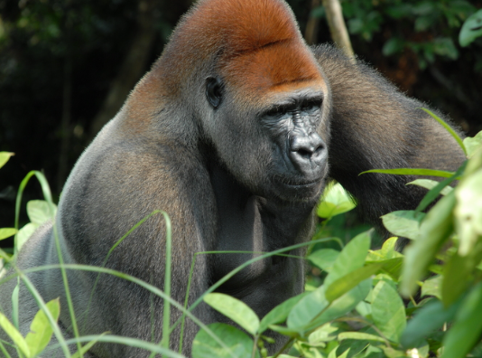 Gorillas and the Importance of Conservation Awareness