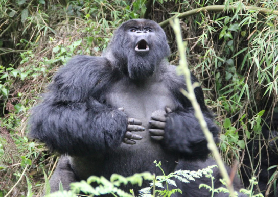 The Vocal Communication of Gorillas