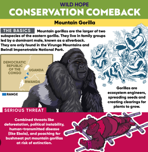 Gorilla Population Decline Causes