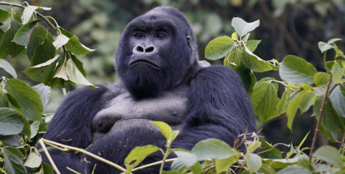 Gorilla Conservation: Challenges and Solutions