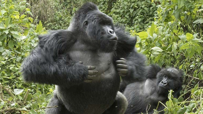 How Do Gorillas Express Anger?