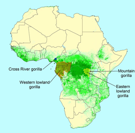 Gorilla Migration Patterns Explained