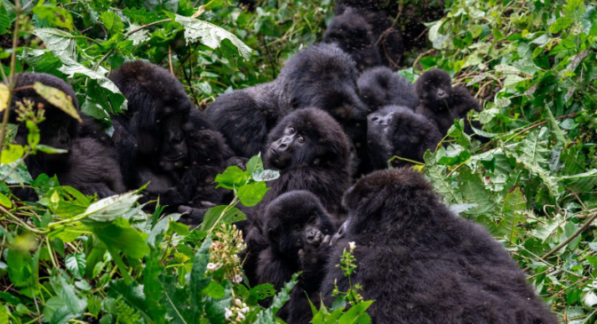 Gorilla Family Structures and Group Dynamics