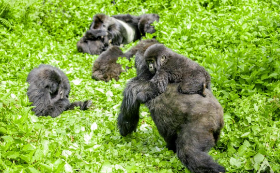 The Future of Gorilla Conservation