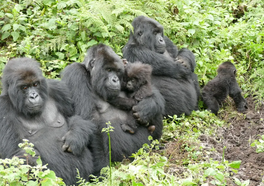 Gorilla Behavior in Different Seasons