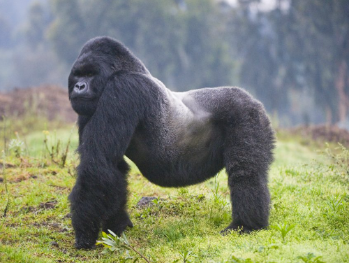 Gorilla Life Expectancy in the Wild
